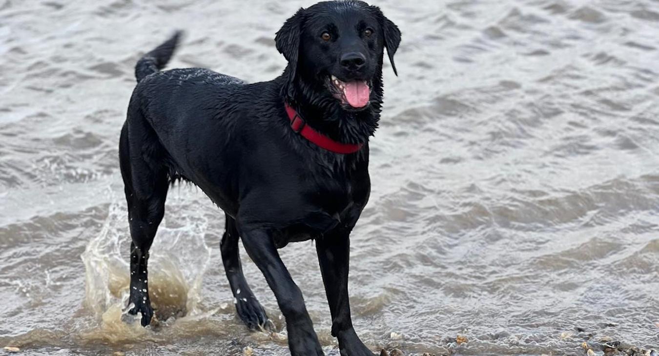 Dog Walker in Rainham, Medway